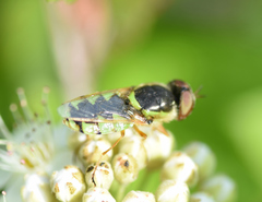 Odontomyia cincta