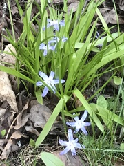 Scilla luciliae