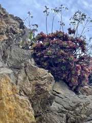 Aeonium haworthii