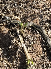 Thamnophis hammondii