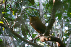 Perissocephalus tricolor