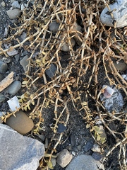 Honckenya peploides robusta