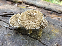 Lentinus