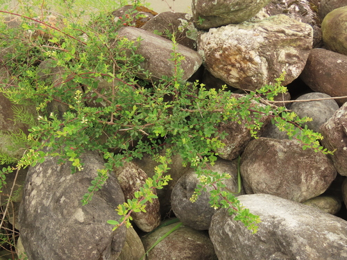Berchemia lineata (Berchemia lineata)