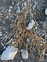 Honckenya peploides robusta