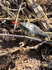 Thamnophis hammondii