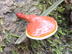 Ganoderma longistipitatum