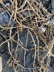 Honckenya peploides robusta