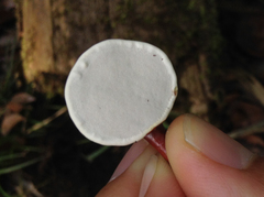 Ganoderma longistipitatum