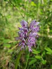 Orchis militaris