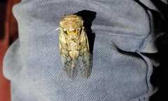 Platypleura capitata