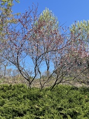 Prunus cistena
