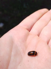 Glomeridae
