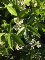 Trachelospermum jasminoides
