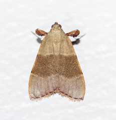 Basacallis tarachodes