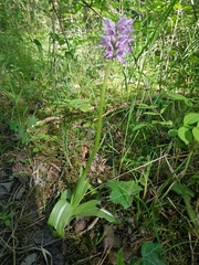 Orchis militaris