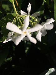 Trachelospermum jasminoides