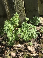 Corydalis nobilis