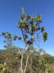 Vochysia tucanorum