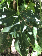 Fatsia japonica