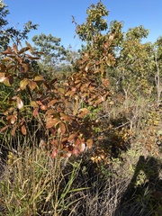 Hancornia speciosa