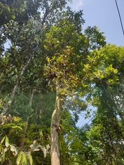 Homalium