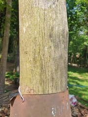 Homalium