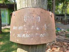 Homalium