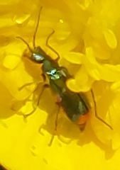 Cordylepherus viridis