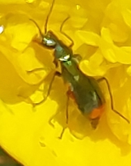 Cordylepherus viridis