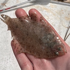 Citharichthys macrops