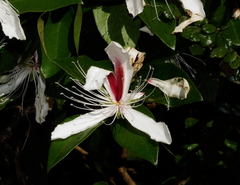 Capparis brevispina