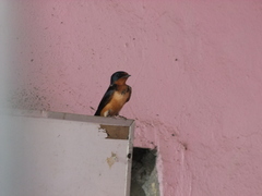Hirundo rustica
