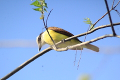 Pitangus sulphuratus