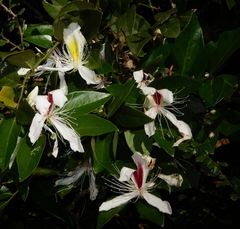 Capparis brevispina