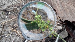 Gonolobus jaliscensis