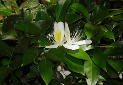 Capparis brevispina