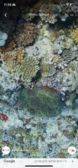 Stichodactylidae