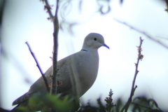 Streptopelia decaocto