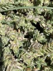 Crucianella maritima