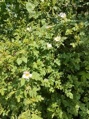 Rosa canina