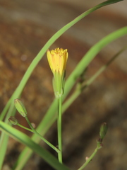 Ixeris tamagawaensis