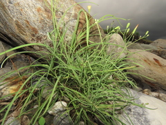 Ixeris tamagawaensis