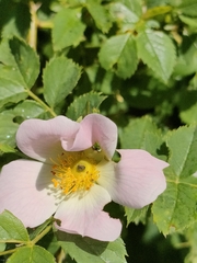 Rosa canina