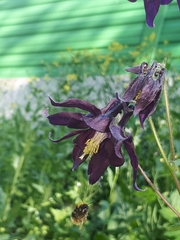Aquilegia vulgaris