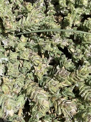 Crucianella maritima