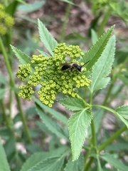 Andrena crataegi