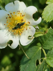 Oedemera nobilis
