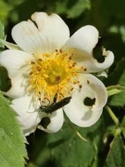 Oedemera nobilis