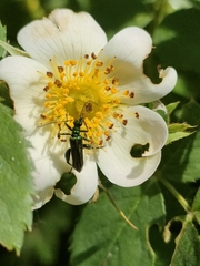 Oedemera nobilis